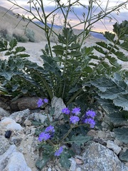 Phacelia crenulata ambigua