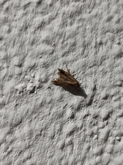 Fumaria bastardii
