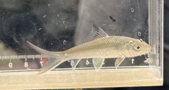 Barbichthys laevis