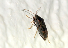 Neolethaeus tenebrosus