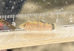 Yasuhikotakia morleti