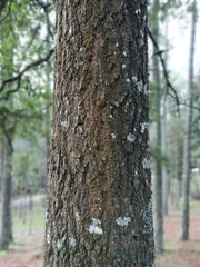 Quercus crispipilis