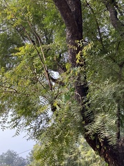 Azadirachta indica