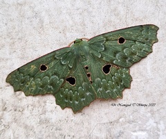 Chlorodontopera discospilata