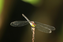 Agrionoptera longitudinalis biserialis
