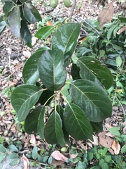 Elaeocarpus serratus