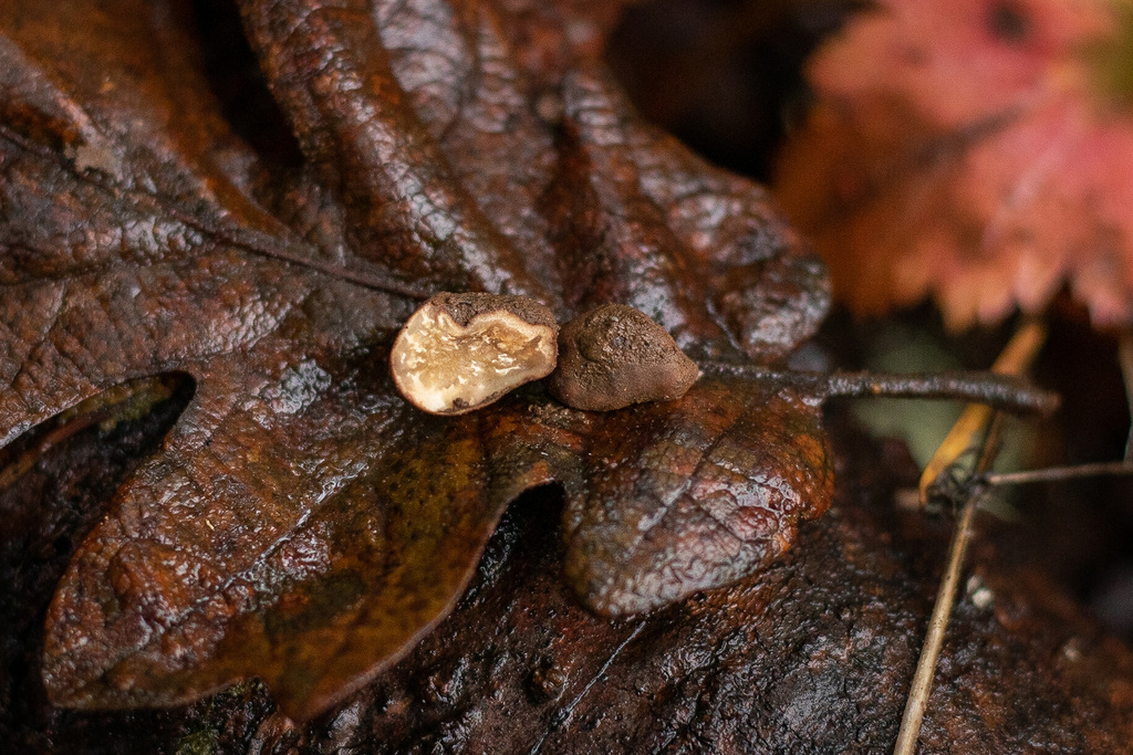 Truffles Are Found Under What Tree at Marvin Garcia blog