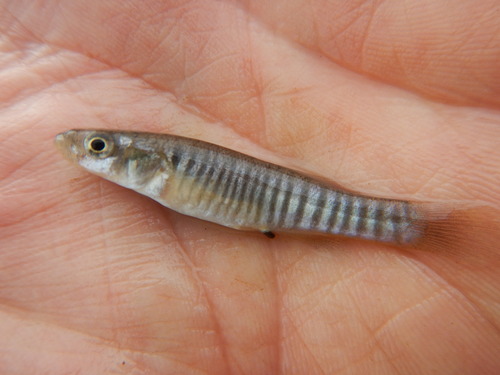 Southern Plains Killifish