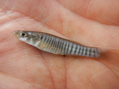 Fundulus zebrinus