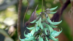 Myzomela obscura