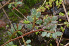 Acmispon micranthus
