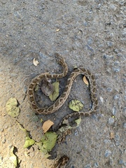 Pantherophis emoryi