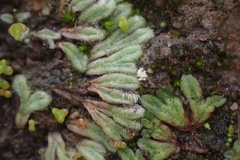 Riccia trichocarpa