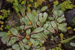 Riccia trichocarpa