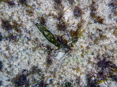 Scobinichthys granulatus