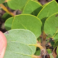 Arctostaphylos montereyensis