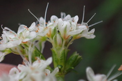 Eriogonum fasciculatum foliolosum