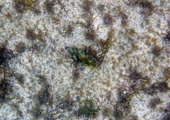 Scobinichthys granulatus