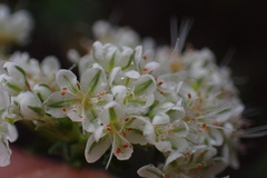 Eriogonum fasciculatum foliolosum