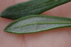 Eriogonum fasciculatum foliolosum