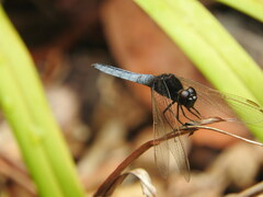 Crocothemis nigrifrons