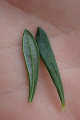Eriogonum fasciculatum foliolosum