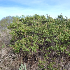 Arctostaphylos montereyensis