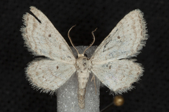 Idaea bonifata