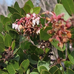 Arctostaphylos montereyensis