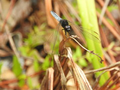 Crocothemis nigrifrons