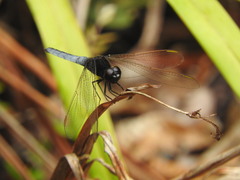 Crocothemis nigrifrons