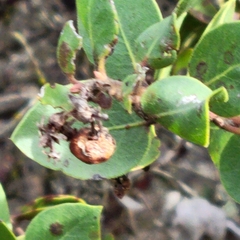 Arctostaphylos montereyensis