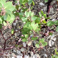Arctostaphylos montereyensis