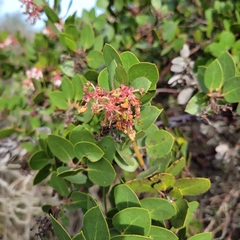 Arctostaphylos montereyensis