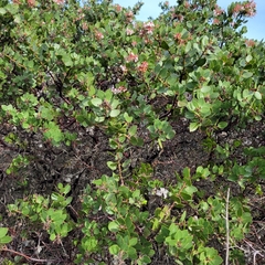 Arctostaphylos montereyensis