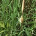 Lasia concinna - Photo (c) marcel-silvius, μερικά δικαιώματα διατηρούνται (CC BY-NC)