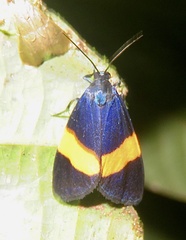 Ctenucha cyaniris