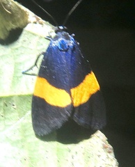 Ctenucha cyaniris