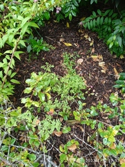 Eccremocarpus scaber