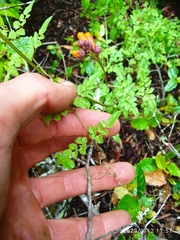 Eccremocarpus scaber