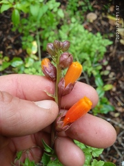 Eccremocarpus scaber