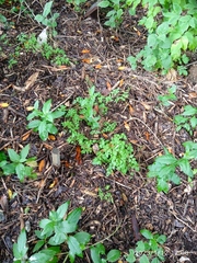 Eccremocarpus scaber