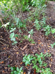 Eccremocarpus scaber