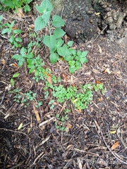 Eccremocarpus scaber