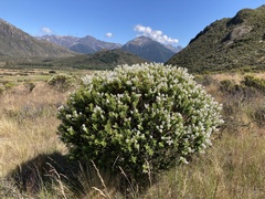Veronica brachysiphon