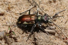 Cicindela scutellaris lecontei