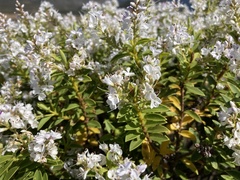 Veronica brachysiphon