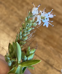 Veronica brachysiphon