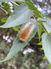 Spilarctia subcarnea