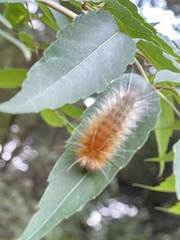 Spilarctia subcarnea